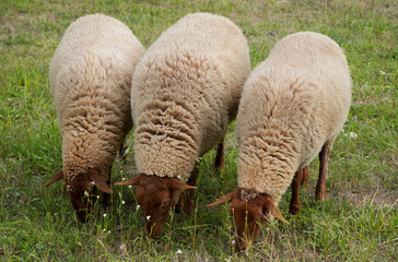 three sheep with thick wool graze peacefully together in a green meadow.