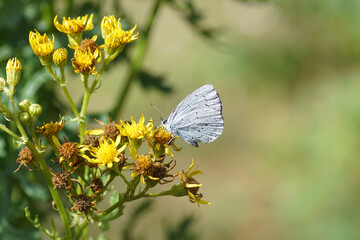 Holly Blue (Celastrina argiolus) on yellow flowers of ragwort (Jacobaea vulgaris, Senecio jacobaea). Netherlands, summer, August