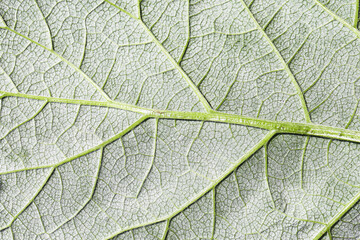 Leaf structure macro closeup. Detailed texture of green leaf with visible veins and natural organic pattern. Nature background for biology, environment, and eco design concepts. Fresh plant surface.
