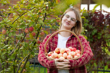 wicker basket with apples in female hands, autumn apple harvest