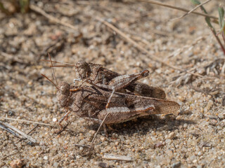 Zu sehen ist eine seitliche Nahaufnahme von zwei Blauflügeligen Ödlandschrecken (Oedipoda caerulescens) bei der Paarung. Die Aufnahme erfolgte auf sandigem Untergrund.