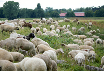 Fototapeta premium a flock of sheep is grazing peacefully in a lush, green meadow.