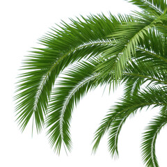 Lush green palm fronds detailed close-up tropical nature photography lush greenery transparent background