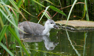 a juvenile common moorhen (gallinula chloropus) chick swims in a pond near the reeds.