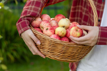 wicker basket with apples in female hands, autumn apple harvest