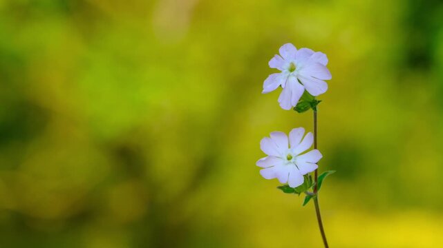Close-up of white campion blossom swaying gently in the light wind on blurred background