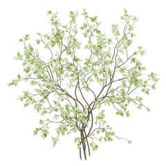 Obraz premium Overhead view of lush green tree with detailed leaves and branches on black transparent background