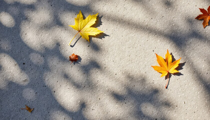 Autumn leaves scattered on concrete ground with shadows  
