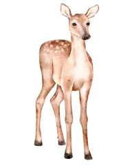 Watercolor illustration of a young deer standing gracefully, isolated on white, woodland animal artwork perfect for children books, nursery prints, greeting cards, stickers, and fabric design.