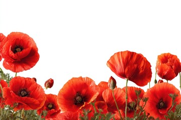 Obraz premium Red poppies in a border arrangement