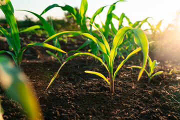Close-up view of young corn sprouts growing in a field in sunset time