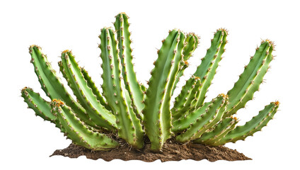 A tall green cactus plant with spines