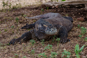 Cruise by the Komodo island 
