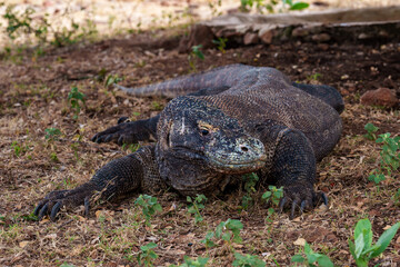 Cruise by the Komodo island 