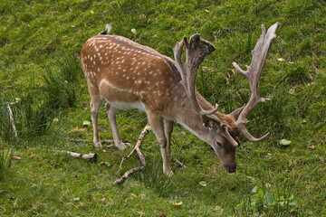 Fallow dear in the deer-park in Pisek,South Bohemia,Czech Republic,Europe
