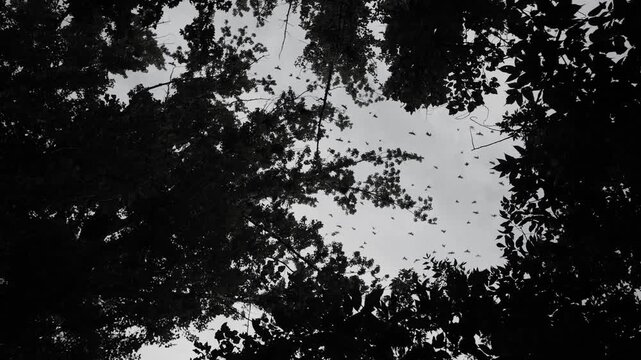 A flock of crows circling above the trees, bottom-up view