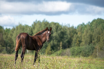 Obraz premium beautiful dark chestnut sportive foal posing at pasture. cloudy summer day