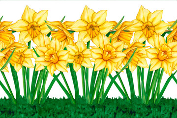 Seamless border of yellow daffodils. Watercolor hand drawn floral illustration of a meadow with flowers. Seamless watercolor border of yellow flowers. Daffodil border for packaging, cards, textiles.