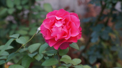 Photo of the pink rose in the garden close-up 