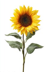 Fototapeta premium Single sunflower against white