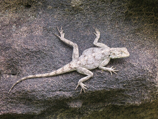Tree agama lizard on a rock in South Africa