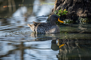 A Yellow-billed Duck (Anas undulata) in a pond in South Africa