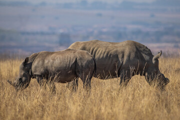 A white rhino calf (Ceratotherium simum) standing with its mother in the African bush © Tyrone
