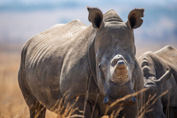 Fototapeta premium A dehorned white rhino (Ceratotherium simum) in the African bush