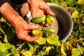 Close-up of elderly woman’s wrinkled, working hands holding freshly picked cucumbers against green leaves and a metal bowl. Authentic rural lifestyle, traditional farming, sustainable living, and natu