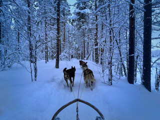 Dog sledding route in Norway's winter forest