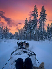 Dog sledding route in Norway's winter forest