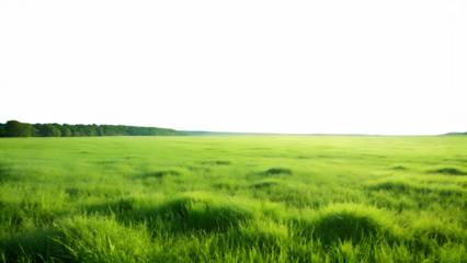 Vast green field with trees under a clear sky, isolated on transparent background, showcasing the beauty of nature and a peaceful rural landscape