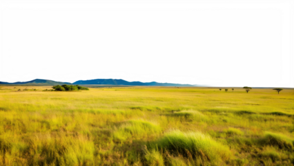 Vast savanna landscape featuring golden grasslands and distant hills under a clear sky, showcasing the serene beauty of the african wilderness isolated on transparent background