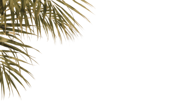 Palm Leaves: A delicate arrangement of textured palm leaves graces a clean, uncluttered composition, creating a sense of tranquil escape and natural beauty.