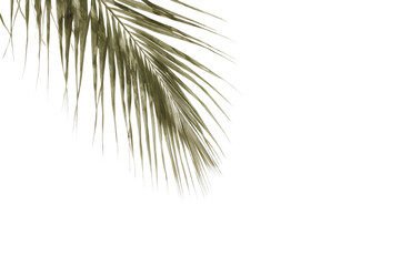 Obraz premium Palm Leaf Elegance: A single, detailed palm leaf in a captivating tone graces the frame, against a backdrop of bright, pristine space, representing tropical tranquility and refined design.