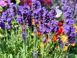 Fototapeta premium Vibrant purple lavender spikes rise above lush green leaves, surrounded by colorful garden flowers under bright sunlight