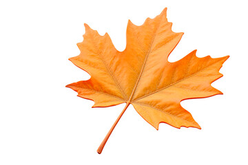Fototapeta premium autumn maple leaf