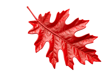 red maple leaf isolated on white