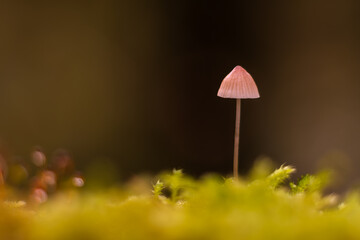red mushroom on green moss, green leaf with dew drops, Macro - Fores, Wild mushroom in British Columbia, Canada
