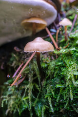 mushroom in the forest, green leaf with dew drops, Macro - Fores, Wild mushroom in British Columbia, Canada