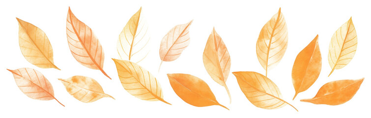 Obraz premium PNG Autumn leaves as divider watercolor pattern herbal plant.