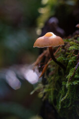 mushroom in the forest, green leaf with dew drops, Macro - Fores, Wild mushroom in British Columbia, Canada