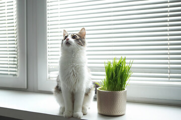 Cat sitting on a windowsill looking up at sunlight filtering through blinds with a grass pot nearby