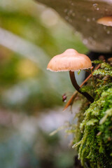 mushroom in the woods, green leaf with dew drops, Macro - Fores, Wild mushroom in British Columbia, Canada