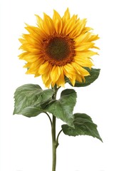 Fototapeta premium A single, vibrant yellow sunflower with dark brown center, long stem, and several green leaves, isolated on a white background