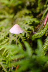 green leaf with dew drops, Macro - Fores, Wild mushroom in British Columbia, Canada