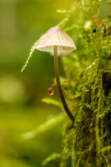 green leaf with dew drops, Macro - Fores, Wild mushroom in British Columbia, Canada