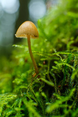 green leaf with dew drops, Macro - Fores, Wild mushroom in British Columbia, Canada