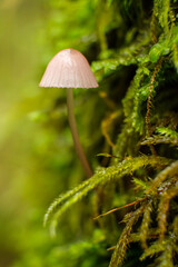 green leaf with dew drops, Macro - Fores, Wild mushroom in British Columbia, Canada