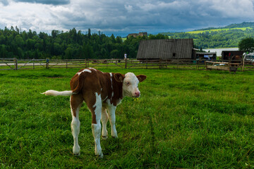 Brown and white calf looking back while grazing on a meadow with barns and hills in the background. A rural farm life concept showing livestock and natural landscape. © Volha